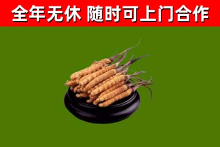 琼海回收散虫草